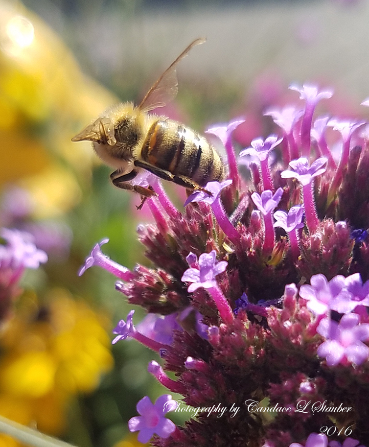 beeinflight_20161022-173105