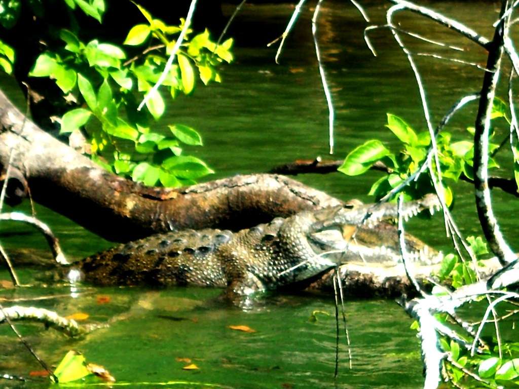 Belize Wildlife