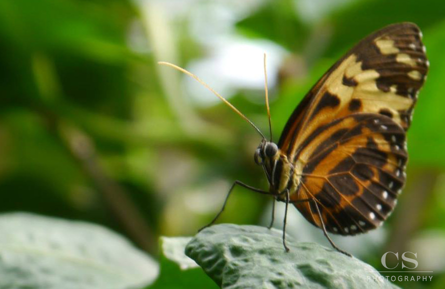 butterfly-macro1