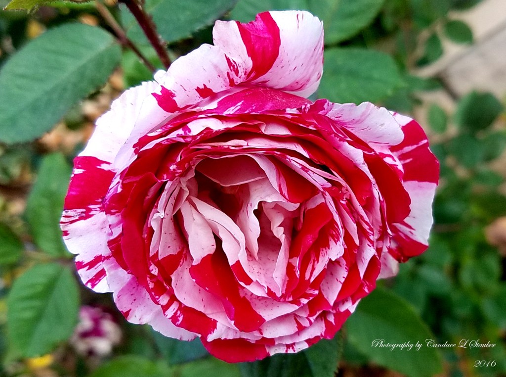 Flower of the Day – November 9, 2016&nbsp;–