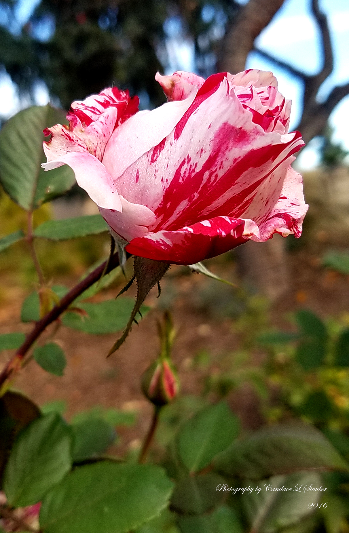 candycane-bud-20161105_091802