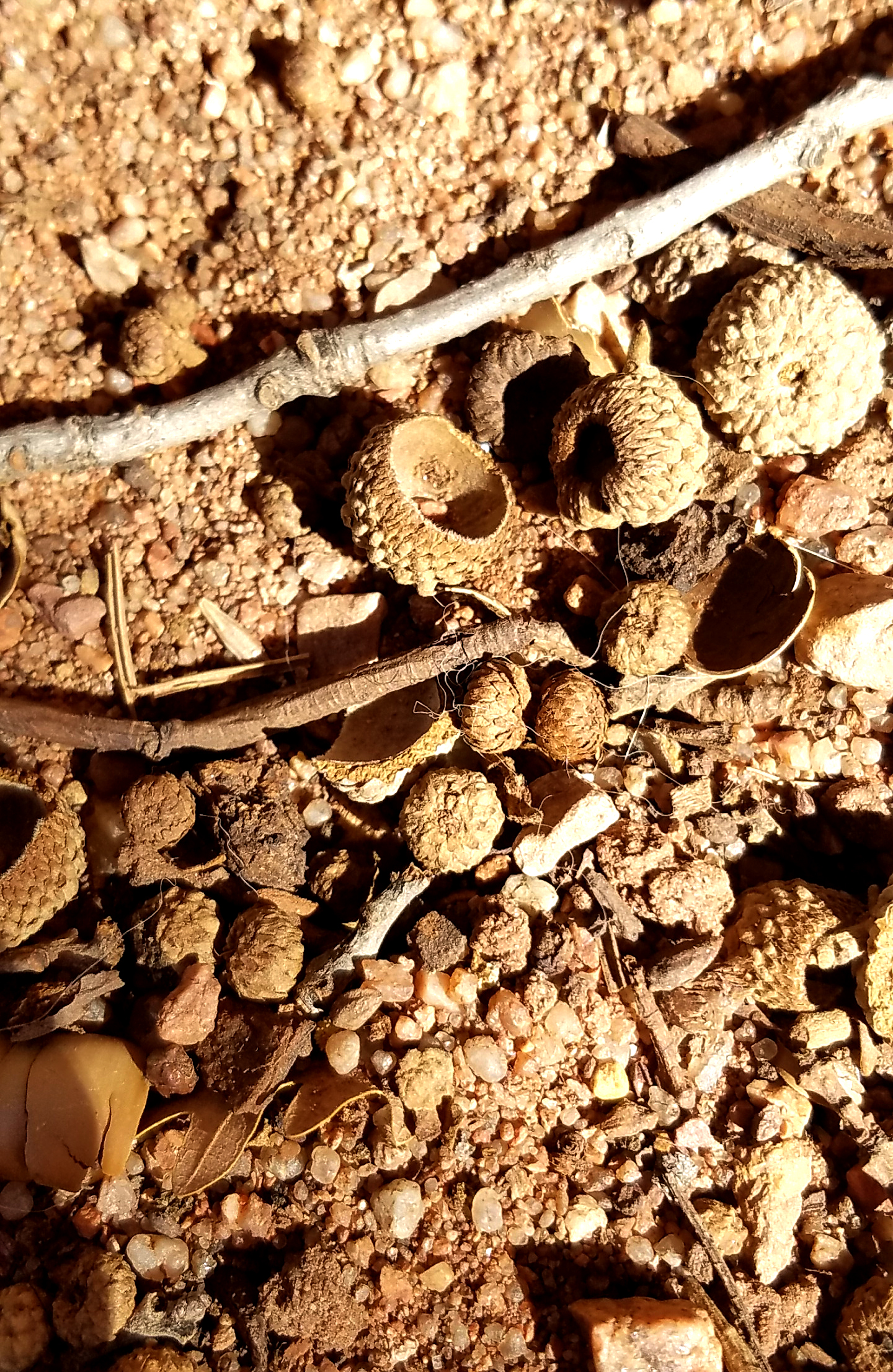 dirt-20161029_134143_001