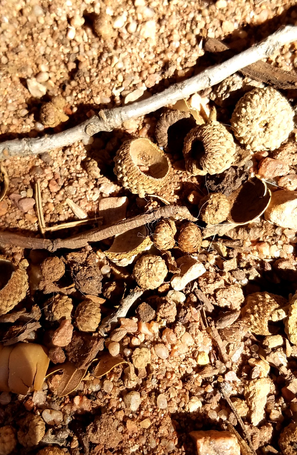 One Word Photo Challenge:&nbsp;Dirt