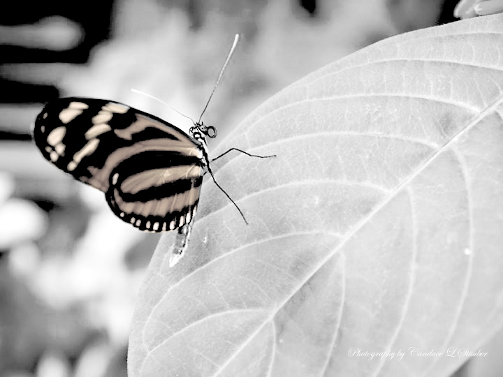 fb_20151002_17_50_36_macrobutterfly