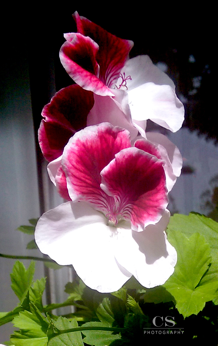 italiangarden-rimini_20150614_009