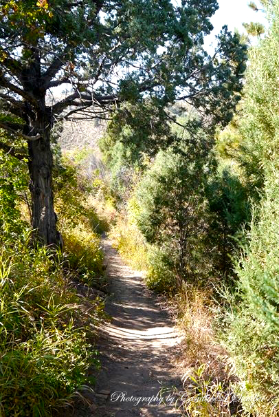 lairofthebear-steppedpath