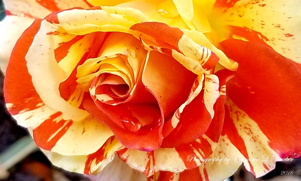 Flower of the Day -November 7, 2016 -Lemons and Oranges&nbsp;Rose