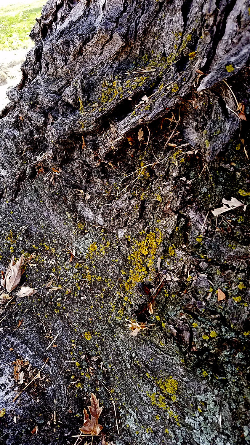 Tuesdays of Texture – Week 46 of&nbsp;2016