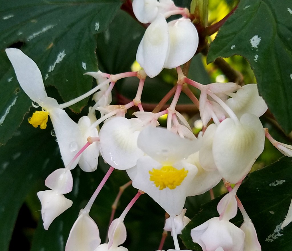 Flower of the Day – December 9,&nbsp;2016