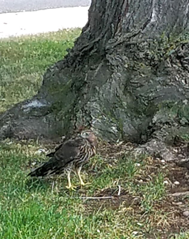 20160807_1hawkhunter