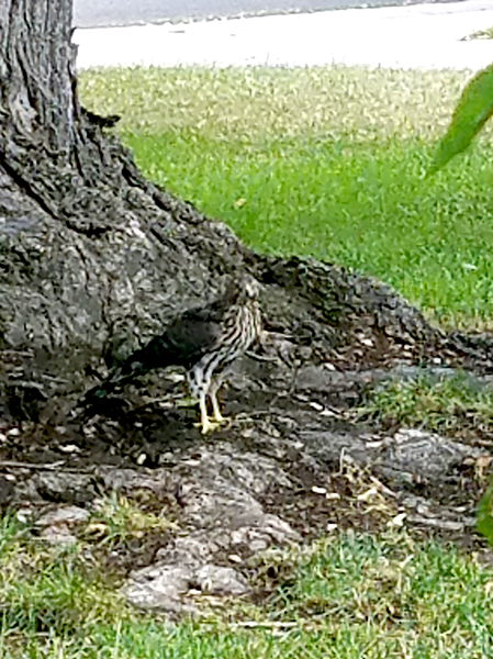 Hunter Beneath the&nbsp;Tree