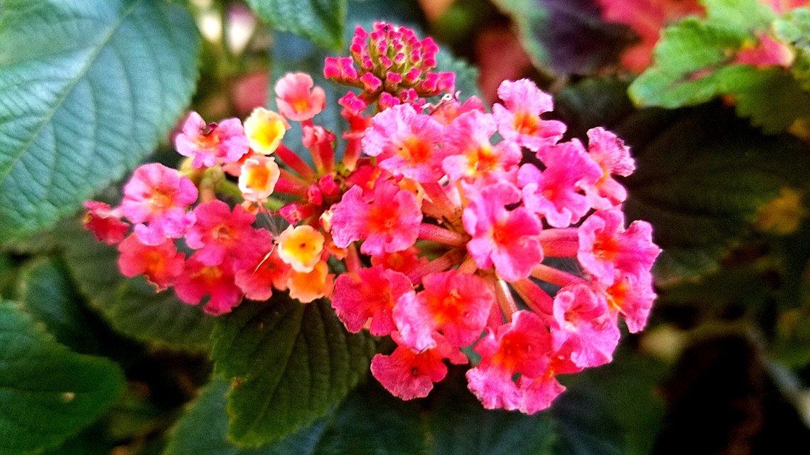 20161023_pinkcluster1000