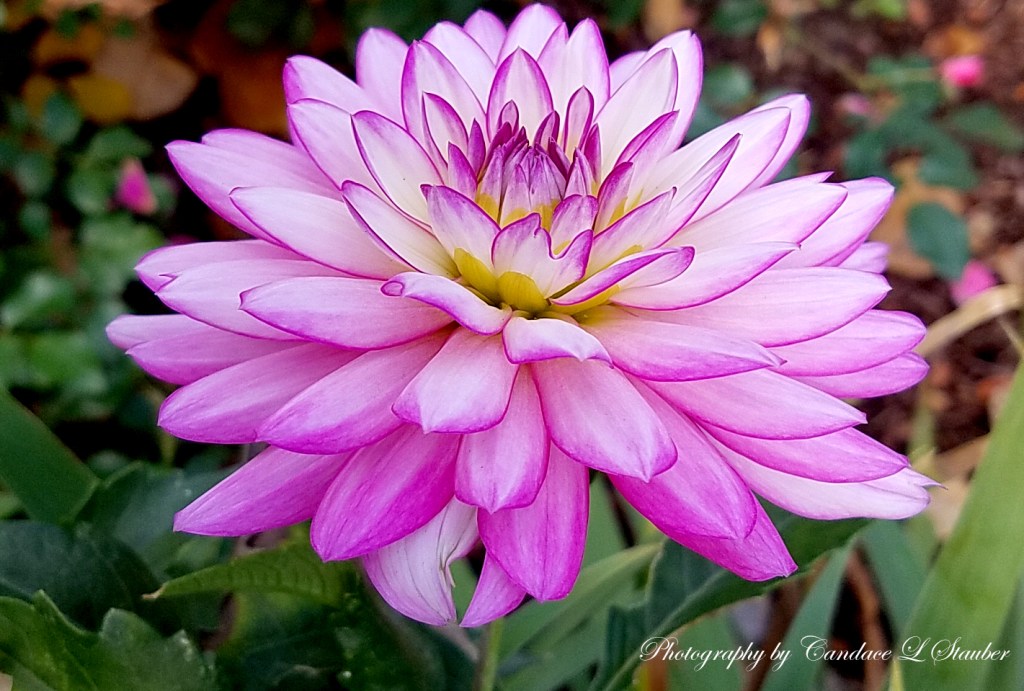 Flower of the Day – December 3, 2016&nbsp;–Dahlia