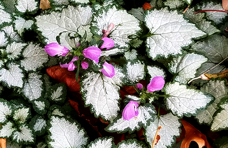 Flower of the Day – December 5,&nbsp;2016