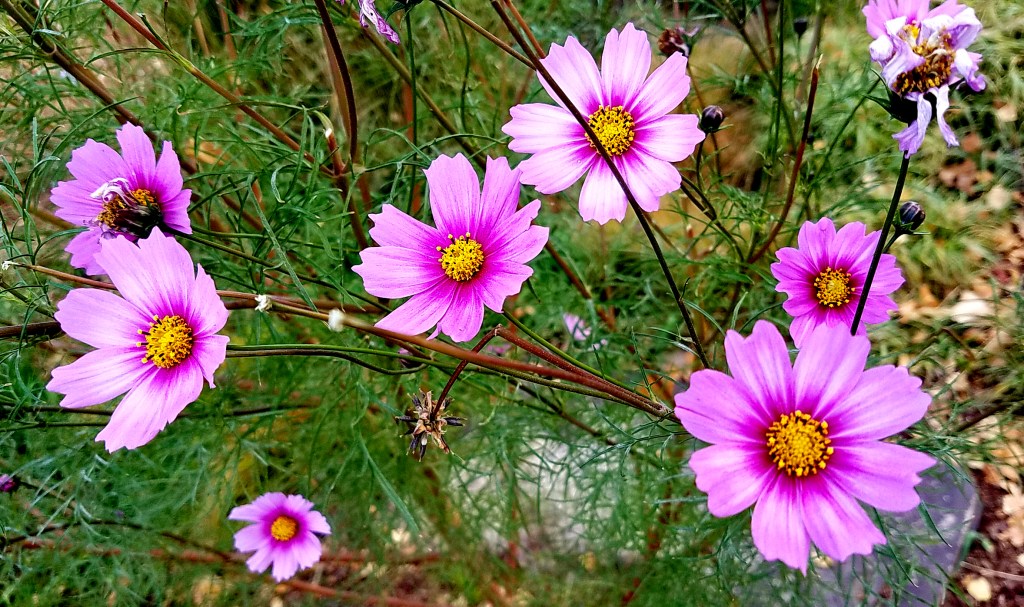 Flower of the Day – December 23, 2016-Coreopsis, Heaven’s&nbsp;Gate
