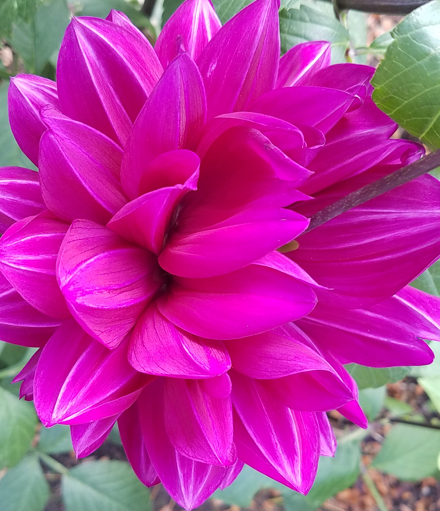 20161105_giantdahlia