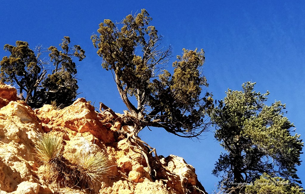 Weekly Photo Challenge-Resilient