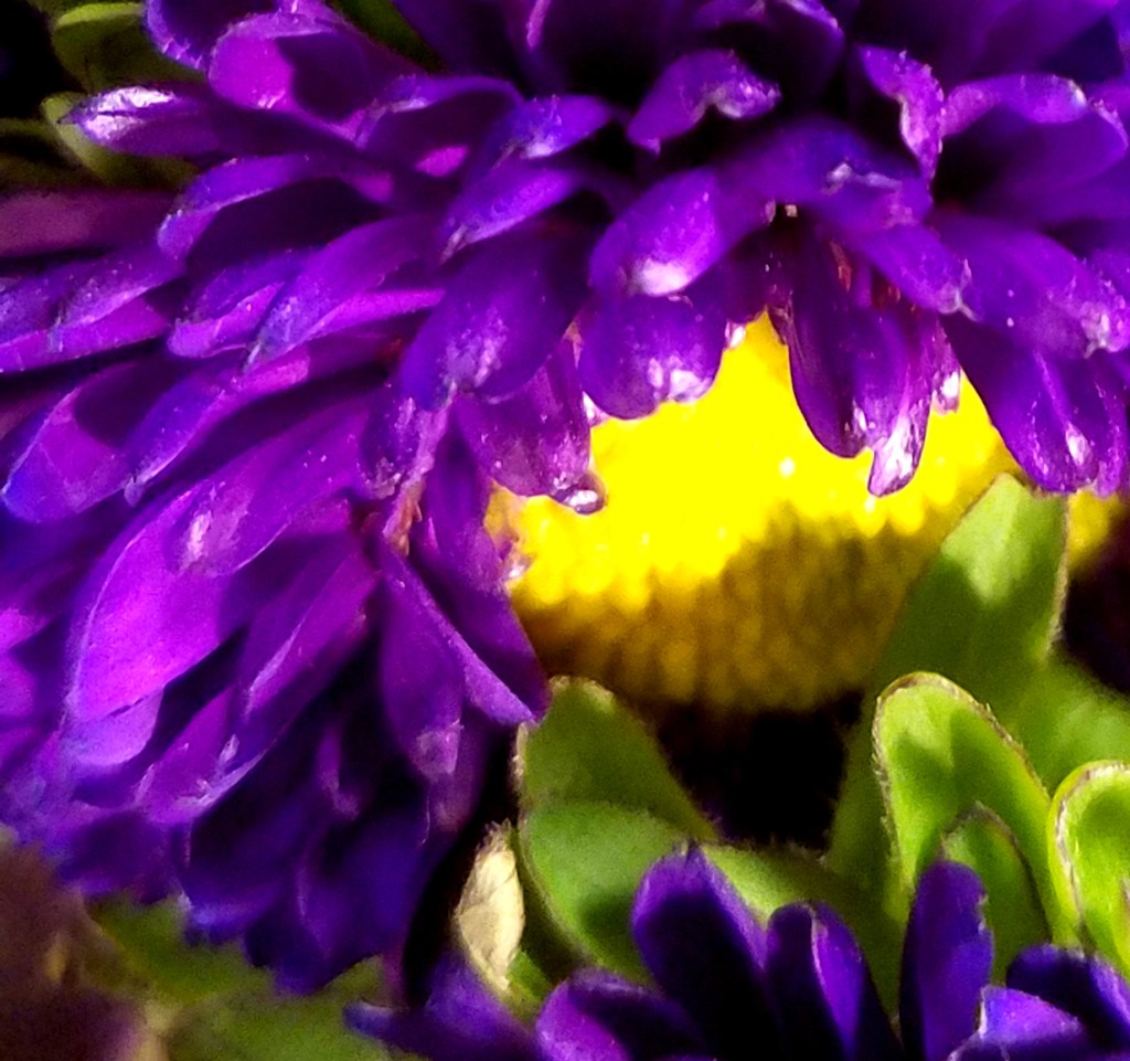 Flower of the Day – December 16,&nbsp;2016