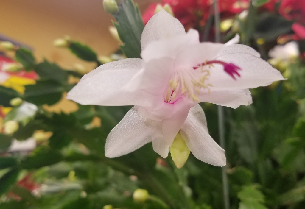 Flower of the Day-December 12, 2016- Christmas&nbsp;Cactus