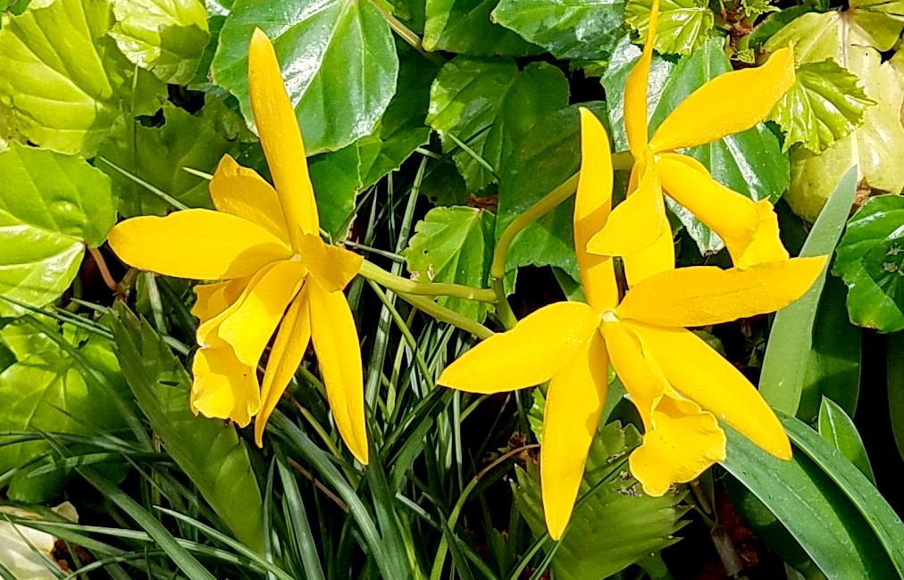 20161209_yellow-orchid