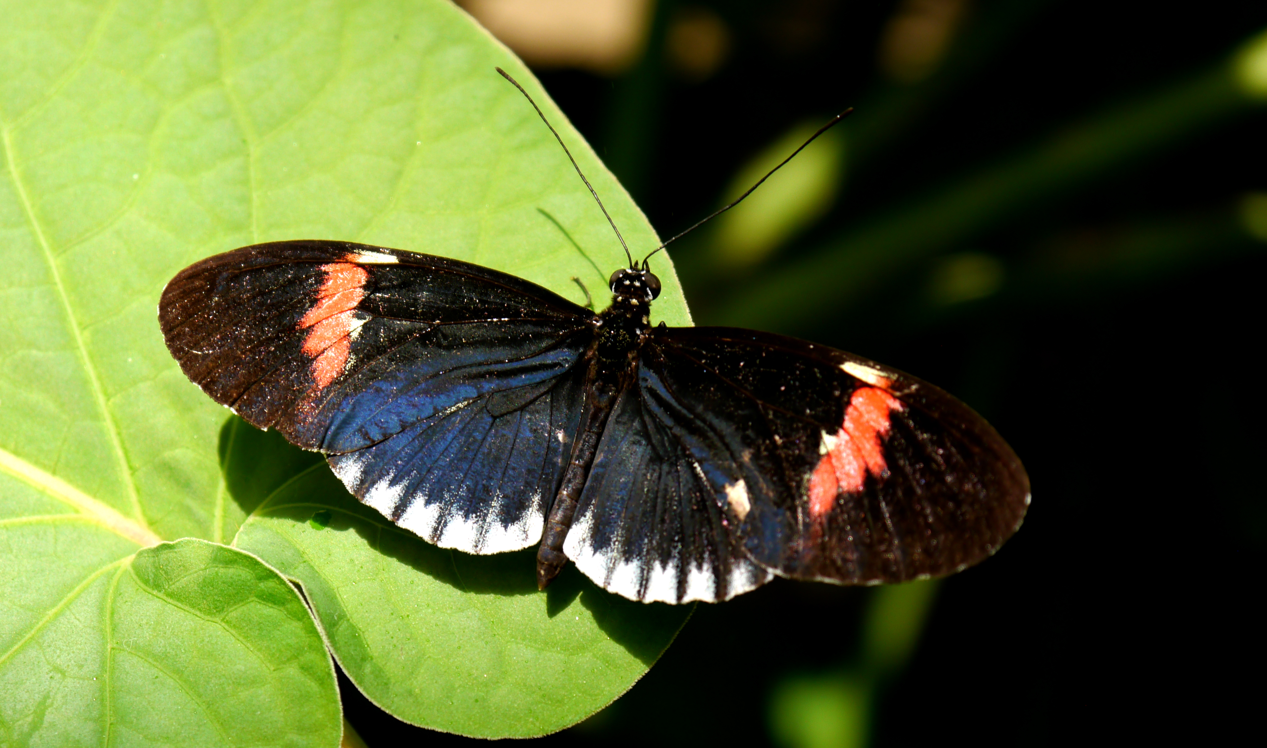 21710674869_butterfly-macro2