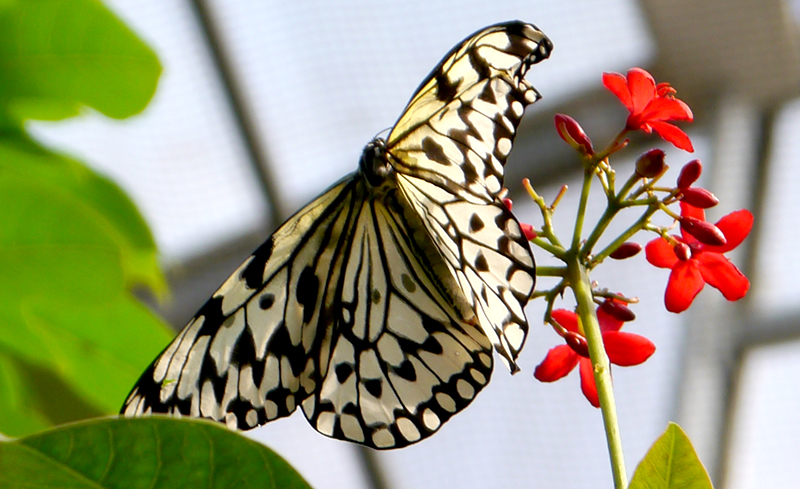 21885584942_butterflyblkwhite800