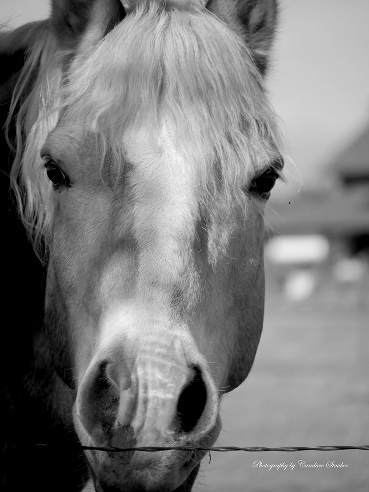 22047131139horse-1000