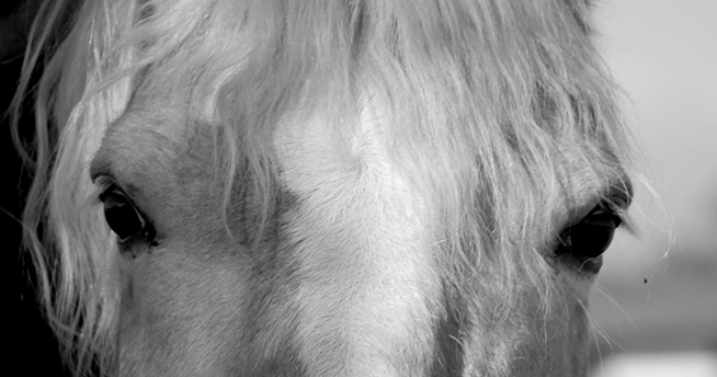 Cee’s Black & White Photo&nbsp;Challenge