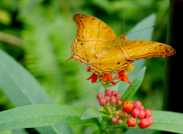 Wordless Wednesday-Butterfly