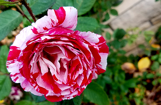 candycane-rose-20161105_091746-640