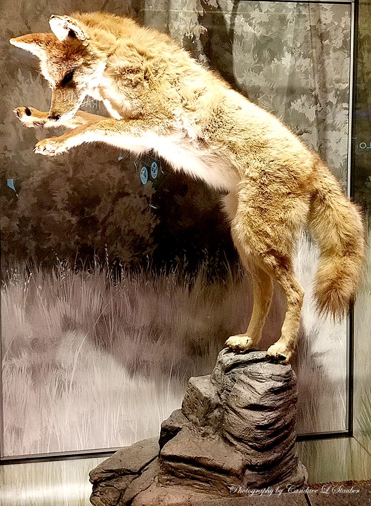 Daily Word Prompt –&nbsp;Conundrum