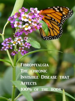 fibrobutterfly-cls-640