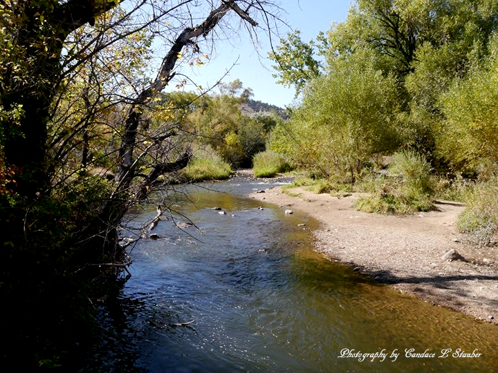 Sunday Trees –&nbsp;264