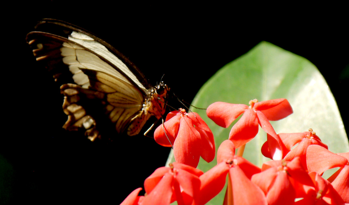 macro-butterfly-2016-10-17_09-48-49