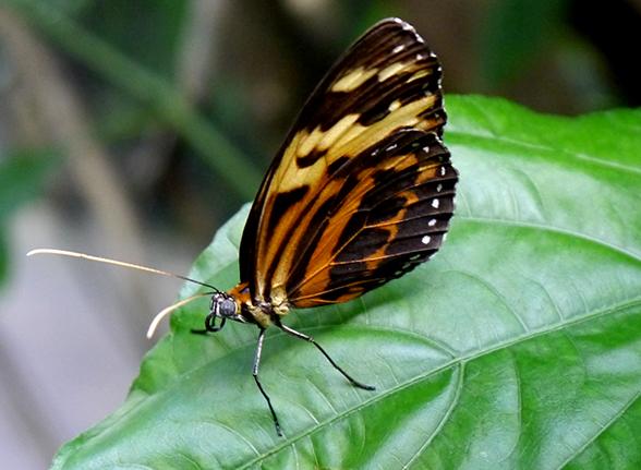 macro-butterfly-640-lores