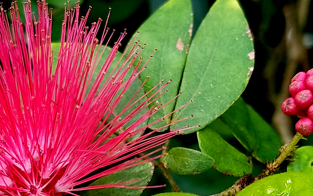 macrotropicaldbg-20161105_103850