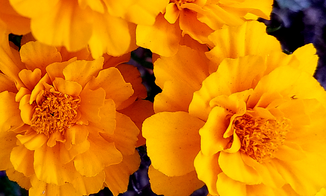 marigold20161105_084202-b