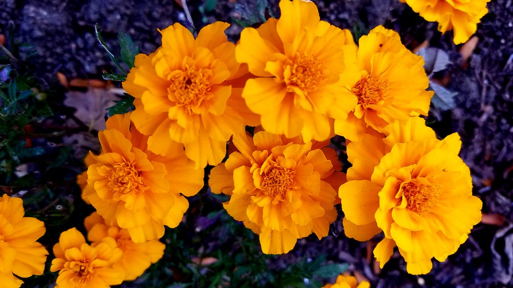 Flower of the Day – December 11,&nbsp;2016-Marigold