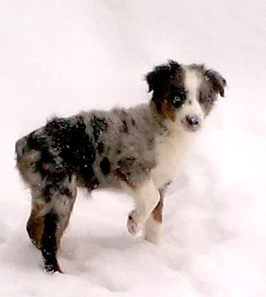 One Word Photo Challenge:&nbsp;Dog