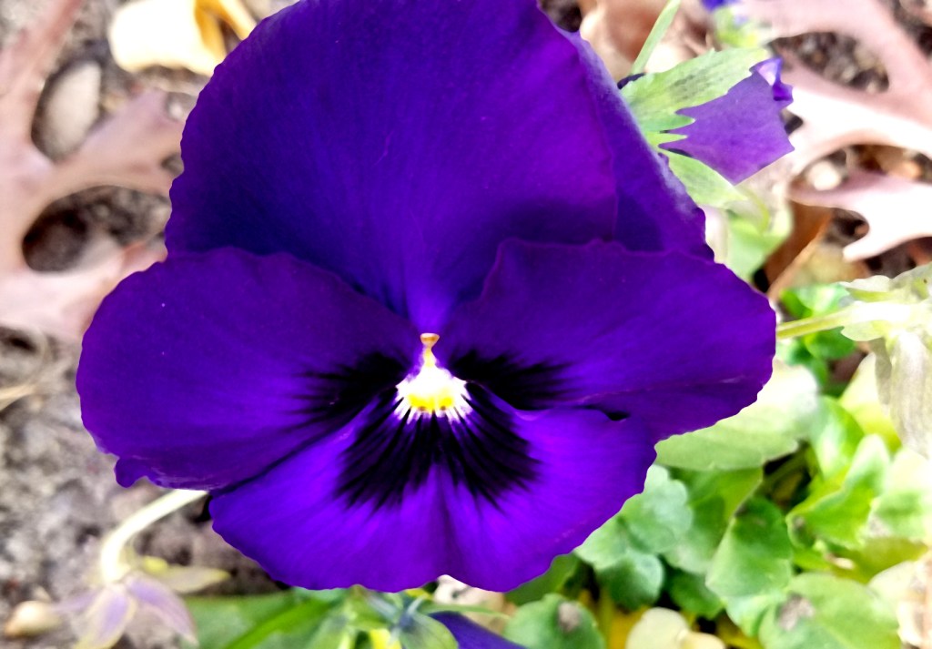Flower of the Day – December 15,&nbsp;2016-Pansy