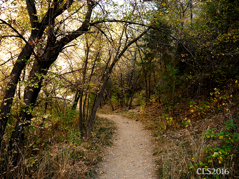 Photo Challenge –&nbsp;Path