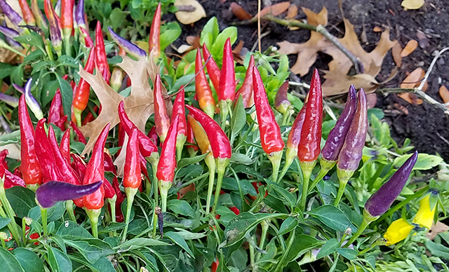 peppers20161105_092929-640