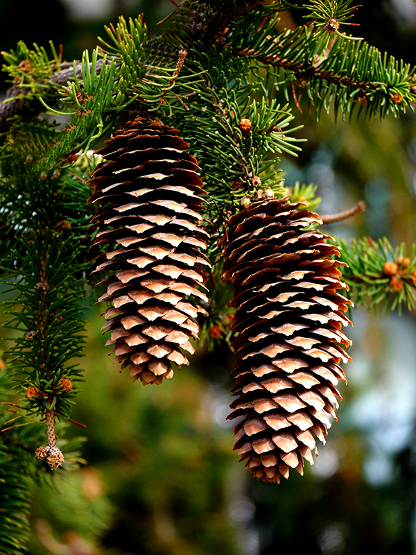 pinecones-800