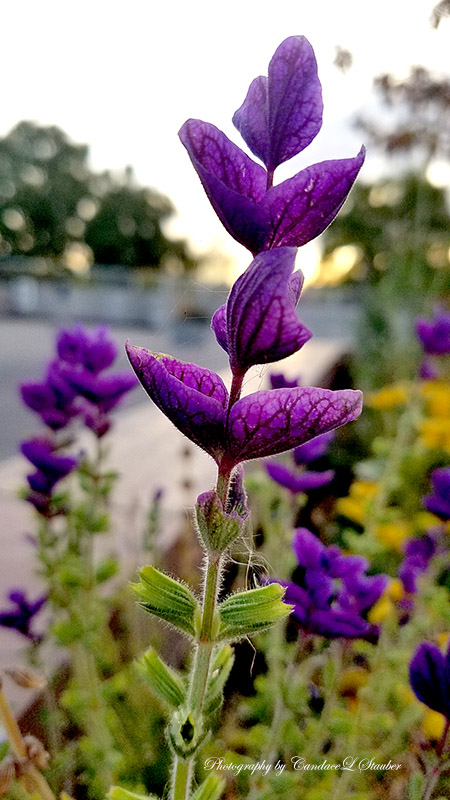 Flower of the Day – December 21,&nbsp;2016