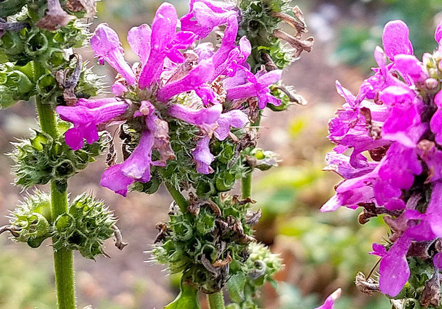 Flower of the Day – December 22,&nbsp;2016