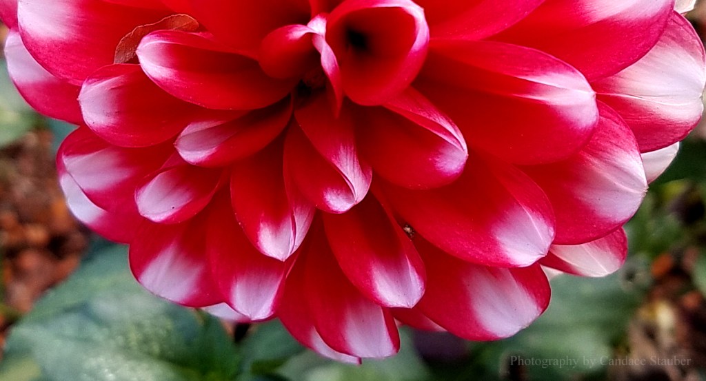 Flower of the Day – December 2, 2016&nbsp;–Dahlia