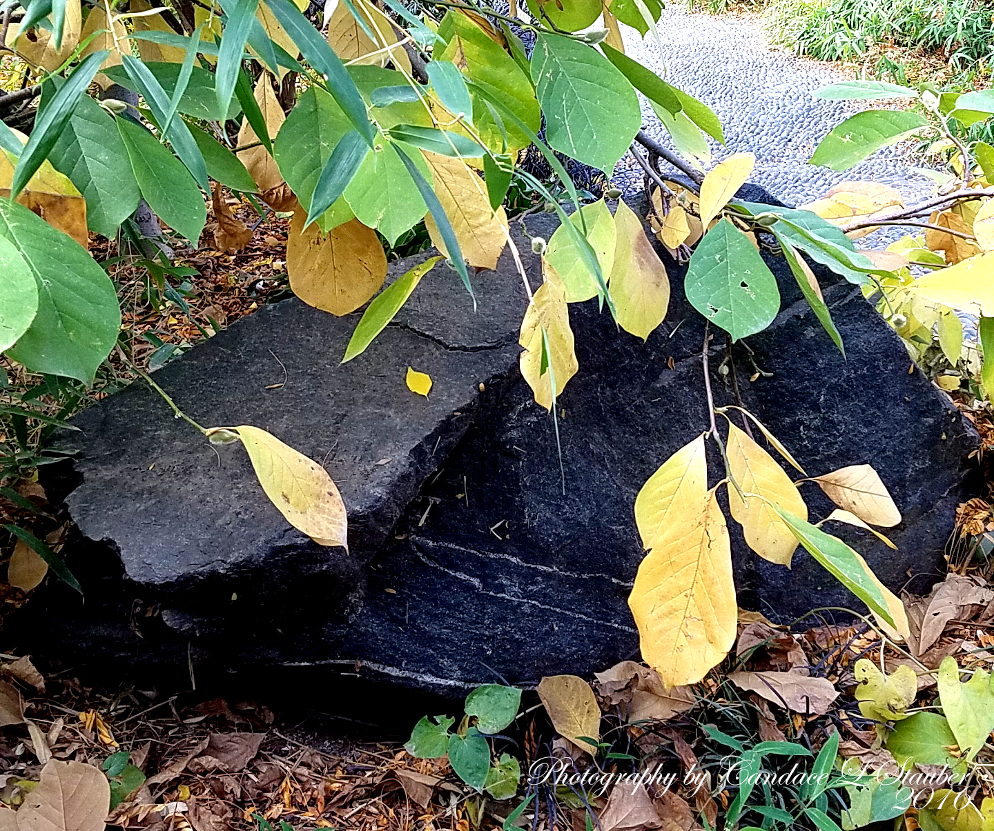 rock-20161105_100922