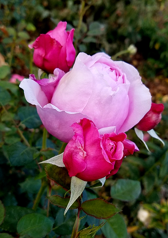 Flower of the Day – December 31, 2016&nbsp;–Roses