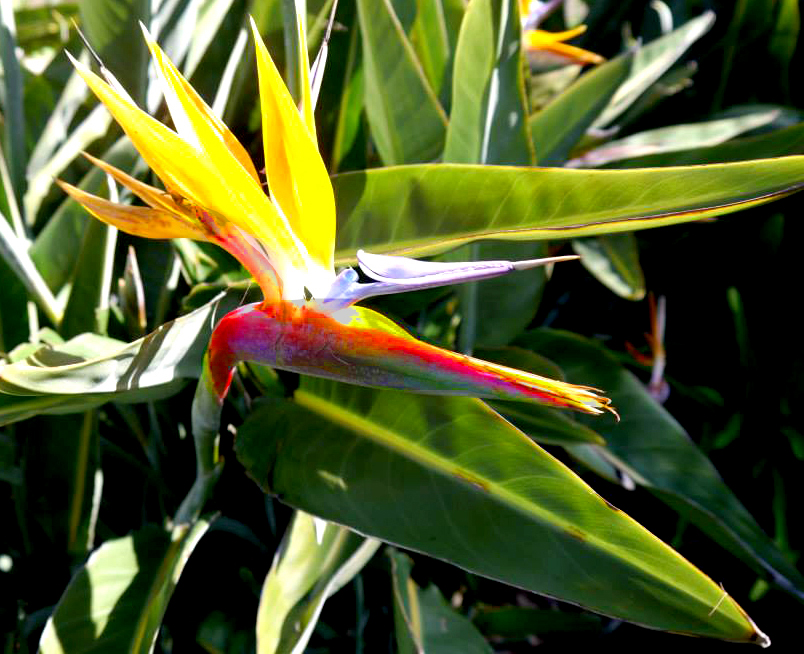 sandiego-birdofparadise