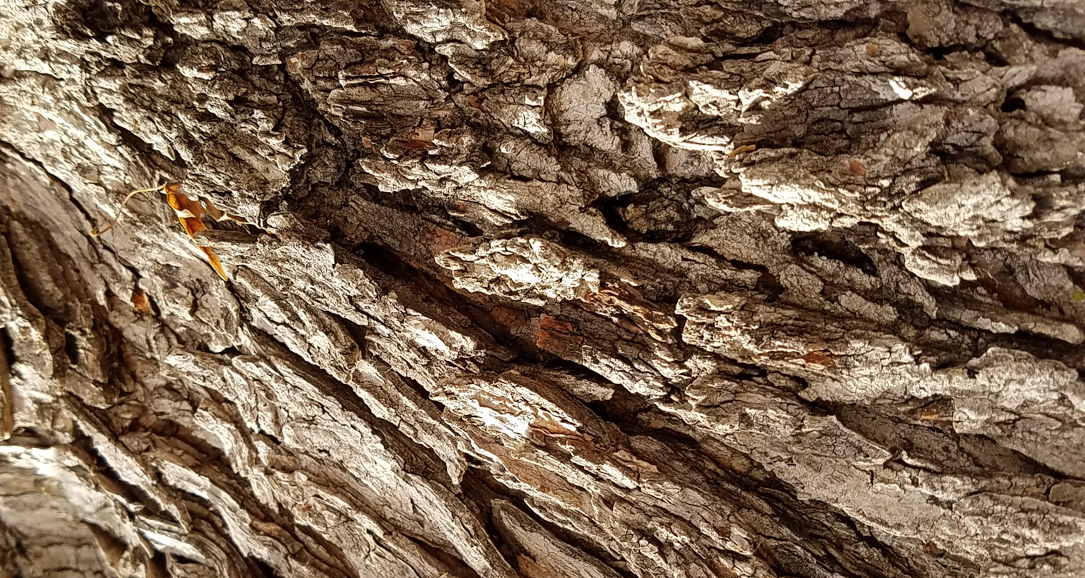 texture-20161107_122331